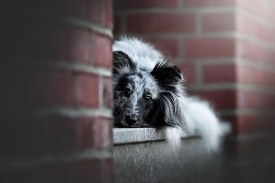 Hund in der Stadt.
