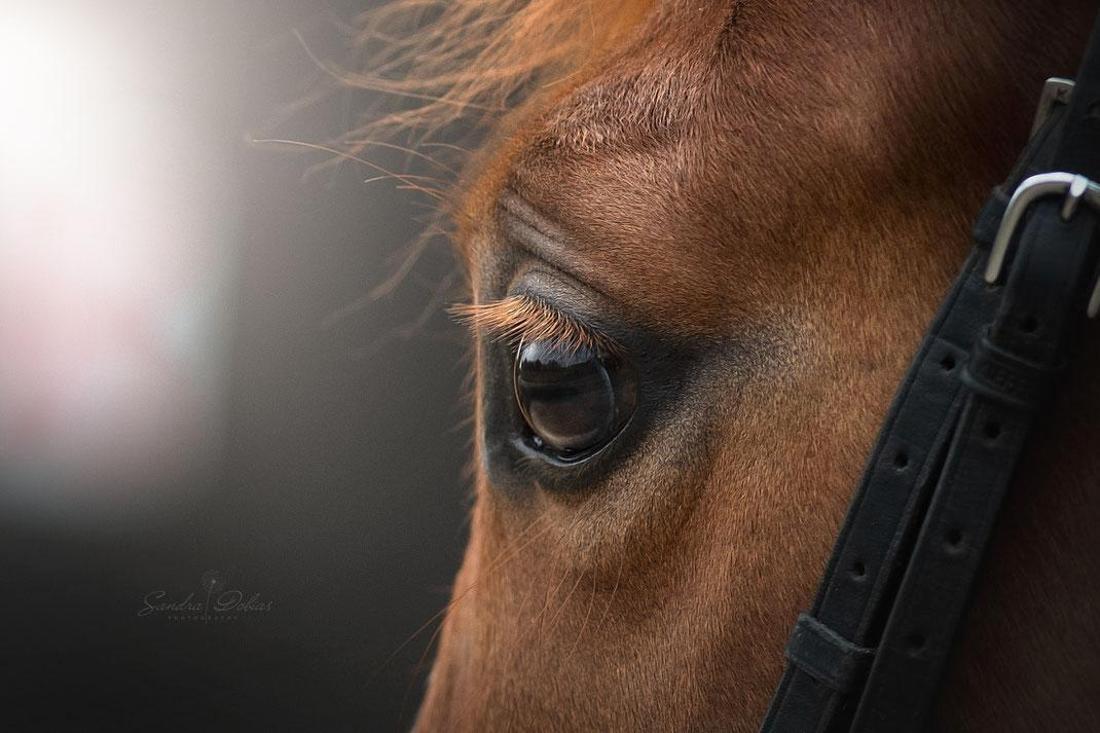 Blick fürs Detail beim Pferd.
