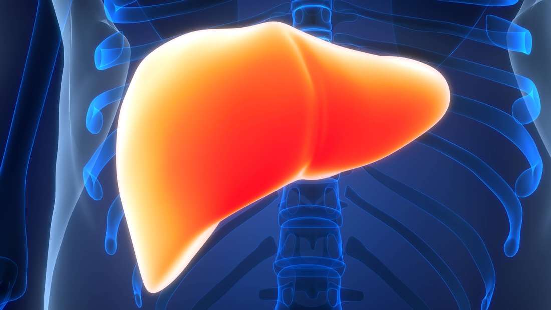 Inneres Verdauungsorgan des Menschen: die Anatomie der Leber