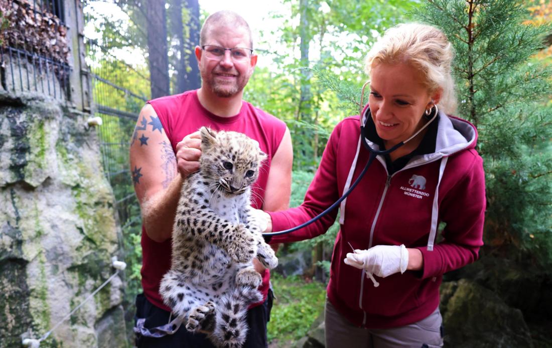 Das Persische Leoparden-Jungtier im Allwetterzoo Münster hatte nun seinen ersten Impftermin. 