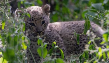 Bedrohte Tierart bekommt Nachwuchs in NRW-Zoo – neue Details bekannt
