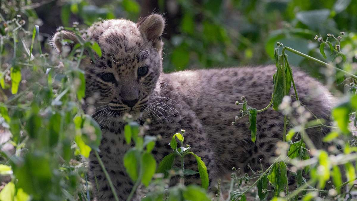 Bedrohte Tierart bekommt Nachwuchs in NRW-Zoo – neue Details bekannt