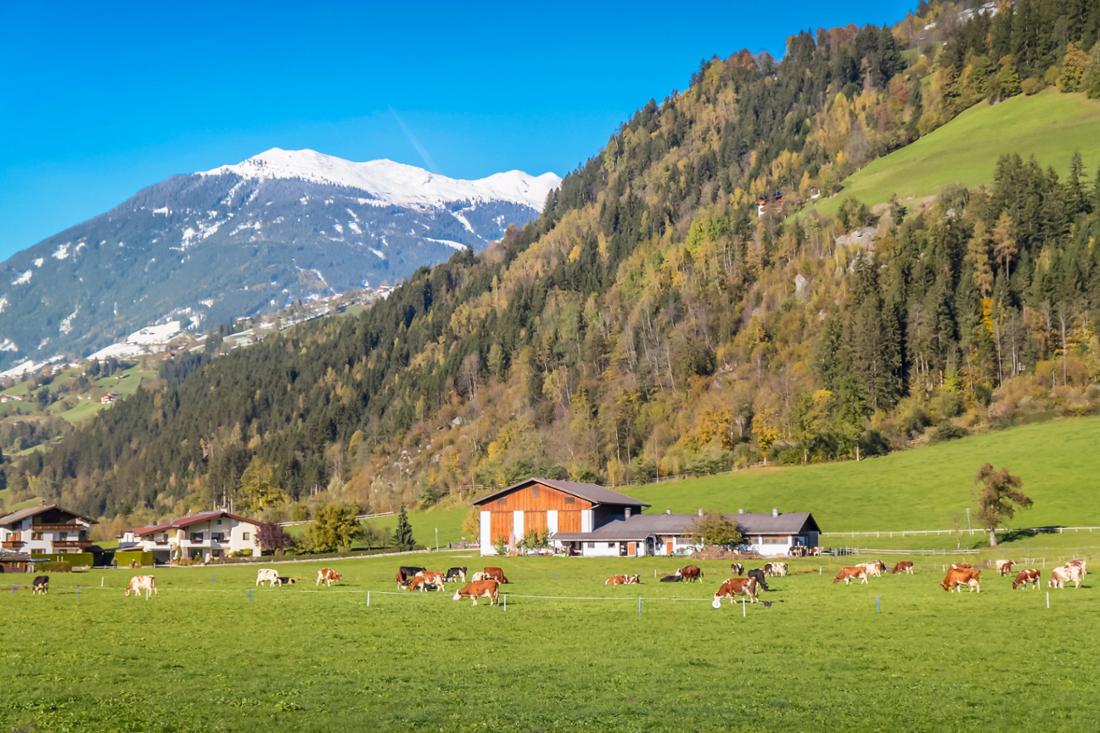 Im Zillertal läuft die Suche nach einem entlaufenen Wallaby.