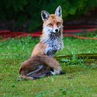 Füchse besuchen nicht nur Berliner Gärten – sondern fressen auch andere Tiere am helllichten Tag.