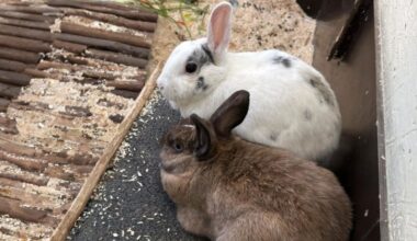 Süßes Kaninchen-Paar sucht neues Heim