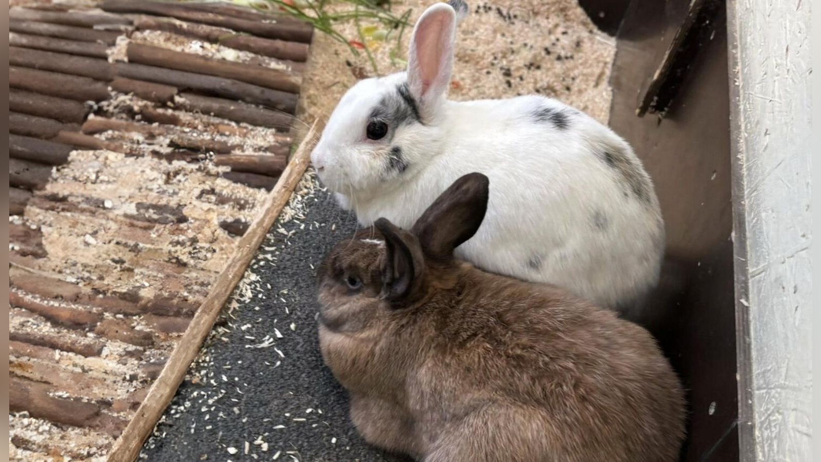 Süßes Kaninchen-Paar sucht neues Heim