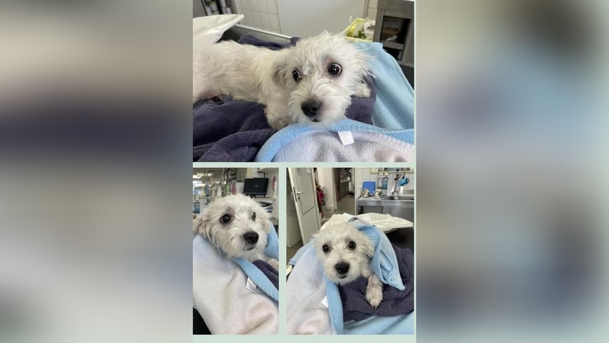Welpe Lusy wurde von einem Motorrad überfahren und musste operiert werden. Das Tierheim in Duisburg kümmert sich um den kleinen Vierbeiner und bittet jetzt um Unterstützung.