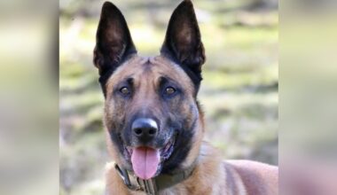 Hund Buddy findet Drogen in Wohnung: Polizei schnappt Dealer