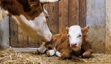 Neues Kälbchen in Gelsenkirchen sucht Namen