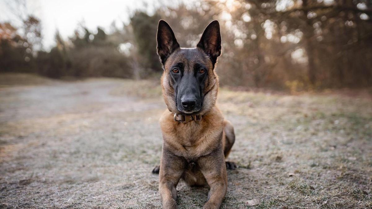 Rauschgiftspürhund „Yeti“ erschnüffelte die Drogen in der Wohnung.
