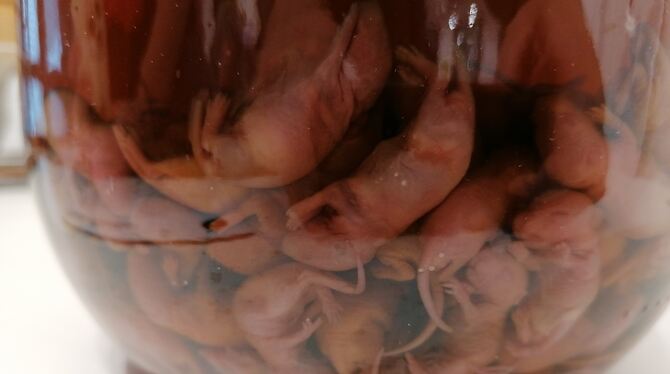 Reiswein mit Mäusebabys