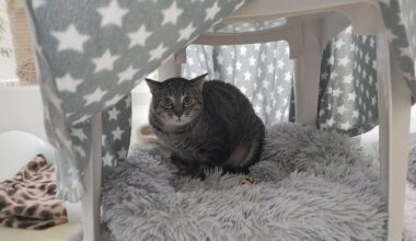 Deshalb muss Kater Baris dringend aus dem Tierheim Nürnberg raus