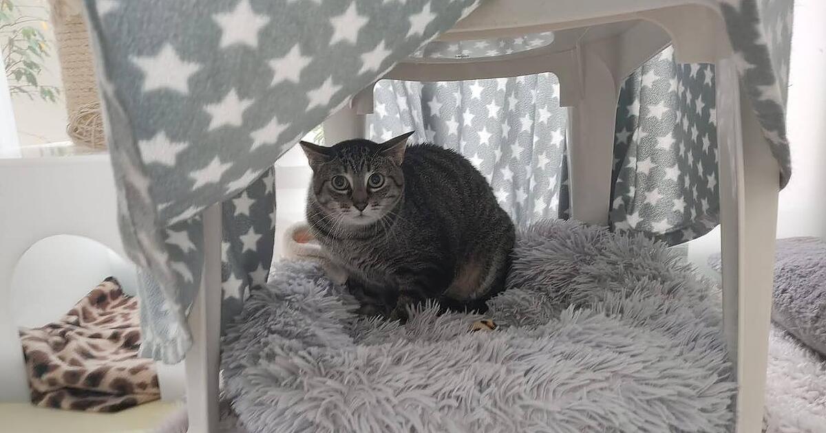 Deshalb muss Kater Baris dringend aus dem Tierheim Nürnberg raus