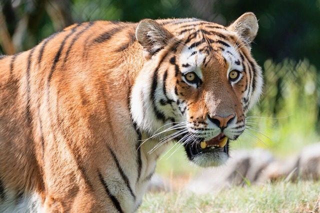 Bewohnen in der Wilhelma eine ganz neue Anlage: Amurtiger  | Foto: Wilhelma - Zoologisch-botanischer Garten Bewohnen in der Wilhelma eine ganz neue Anlage: Amurtiger  | Foto: Wilhelma - Zoologisch-botanischer Garten