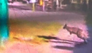 Berlin: Entlaufenes Känguru gehört „Spiegel“-Erbe Augstein | Regional