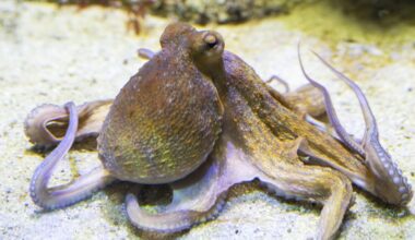 Erstmals durch Aufnahmen belegt: Oktopus-Arme haben Spezialaufgaben