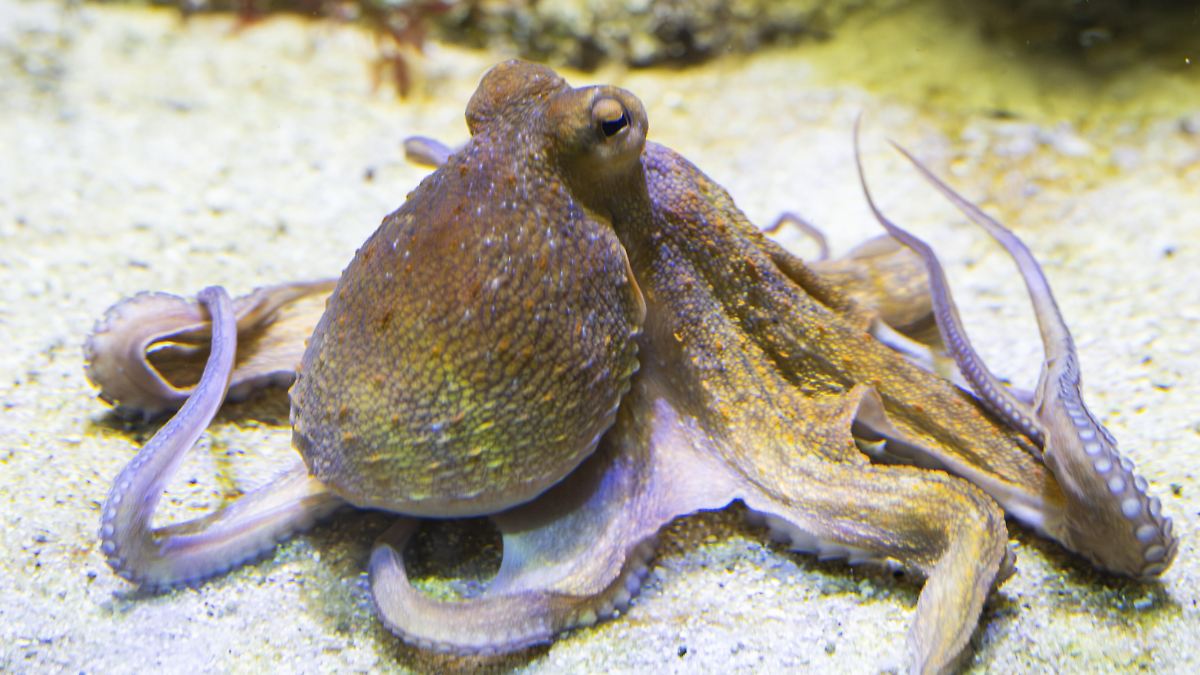 Erstmals durch Aufnahmen belegt: Oktopus-Arme haben Spezialaufgaben