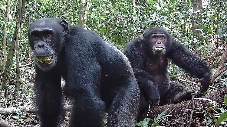 Schimpansen beim Fressen reifer Früchte: In vielen steckt natürlicherweise Alkohol.