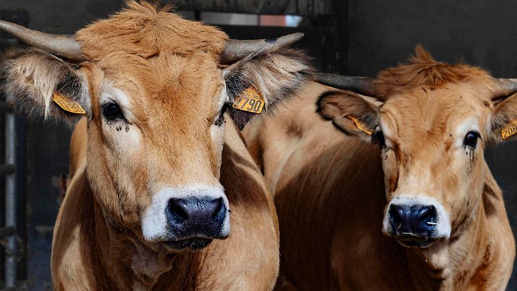 Das Krim-Kongo-Fieber-Virus wird von Zecken übertragen und befällt oft Tiere - anders als für den Menschen ist es für die aber meist ungefährlich.