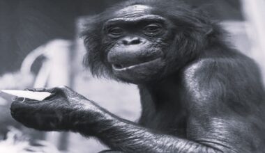 Zoo Wuppertal schläfert "Mato" ein - herzzerreißende Szenen im Gehege