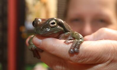 Phyllodrom, das Regenwaldmuseum liegt im Leipziger Norden. Hier wird der Regenwald dank verschiedener Exponate und lebender Tiere und Pflanzen dem Besucher nahegebracht. Auf der Hand sitzt ein Korallenfinger-Laubfrosch.