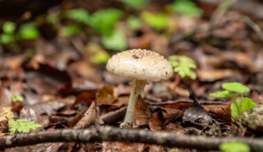 Fall in Karlsruhe - Gefährliche psychoaktive Pilze - Experten warnen vor Konsum - Stil