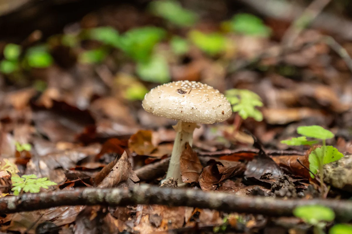 Fall in Karlsruhe - Gefährliche psychoaktive Pilze - Experten warnen vor Konsum - Stil