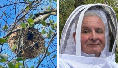 Asiatische Hornissen attackieren Bienenvölker Riesiges Nest in über 20 Meter Höhe entdeckt