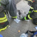 Feuerwehrleute behandeln zwei verletzte Katzen nach einem Brand in Dortmund.