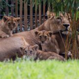 Löwenmutter Gina warf 2024 drei Jungtiere. Den neuerlichen Wurf nahm das Mutteertier auch deswegen nicht an. Die beiden Löwenbabys wurden eingeschläfert.