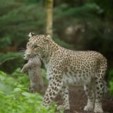 Die Persische Leoparden-Katze «Nahla» hat Nachwuchs und hält das Jungtier im Maul.