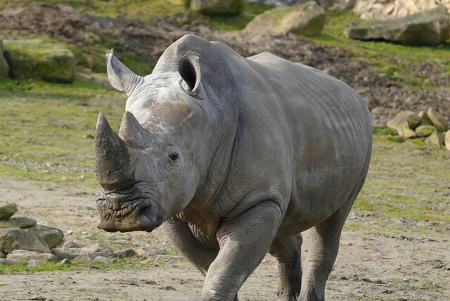 Ein Nashorn rennt durch das Außengehege der ZOOM-Erlebniswelt in Gelsenkirchen. Dort wird der internationale Welttag der Nashörner gefeiert.