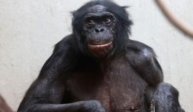 Wuppertaler Zoo: Hochbetagter Bonobo eingeschläfert