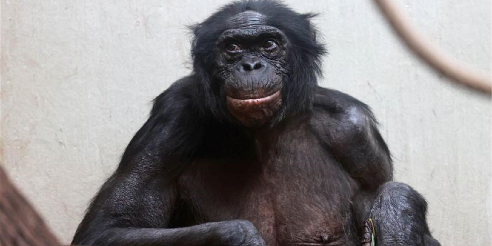 Wuppertaler Zoo: Hochbetagter Bonobo eingeschläfert