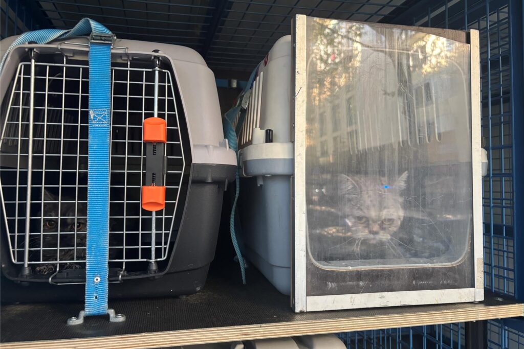 Zwei Katzen in Transportboxen in Dortmund.