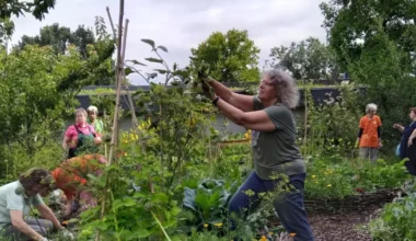 Gemeinsam gärtnern: Wie ehrenamtliche Pflanzenfreunde den Luisenpark prägen - Mannheim