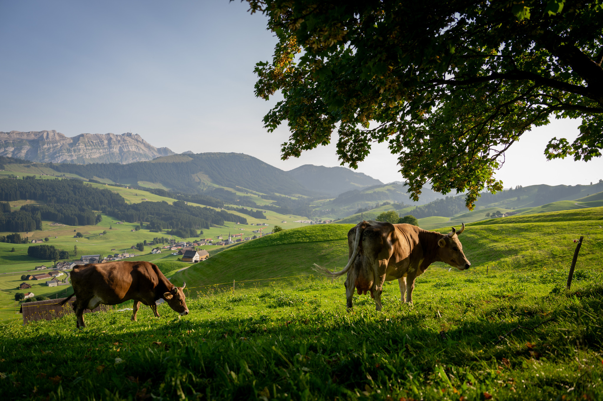 Zwei Kühe grasen auf einer grünen Wiese in Gonten.
