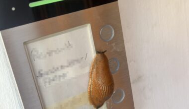 Dauer-Klingeln: Nacktschnecke bringt Hausbewohner um Schlaf | Regional
