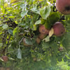 Was tun mit den ganzen Äpfeln aus dem Garten?