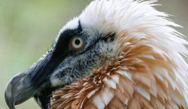 Bartgeier-Weibchen im Nürnberger Tiergarten gestorben