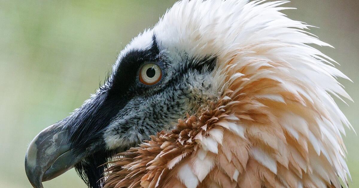 Bartgeier-Weibchen im Nürnberger Tiergarten gestorben