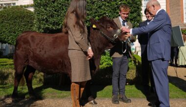 König Charles' Begegnung mit einer Kuh geht nach hinten los