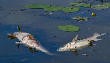 Nürnberg: Rätselhaftes Fischsterben im Langwassersee - Bayern