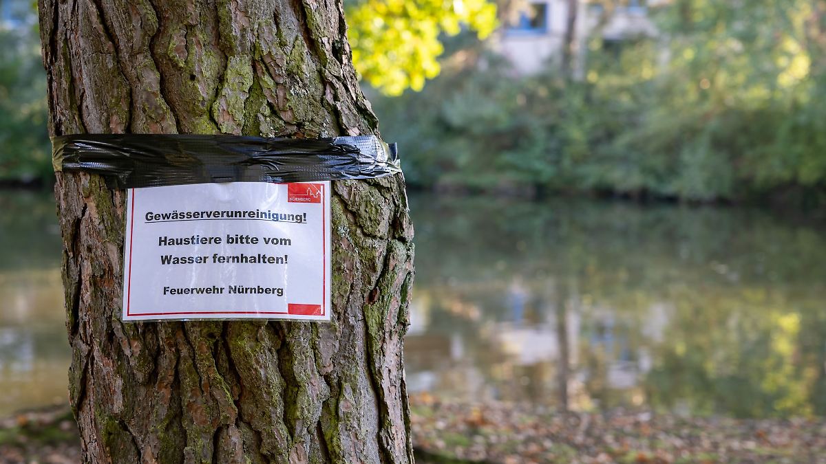 Bayern: Rätselhaftes Fischsterben im Nürnberger Langwassersee