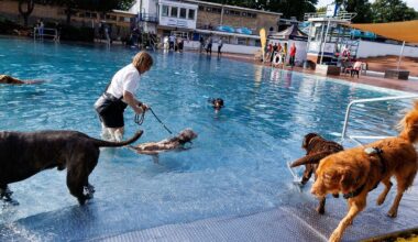 Berlin & Brandenburg: Schwimmende Hunde in zwei Berliner Freibädern