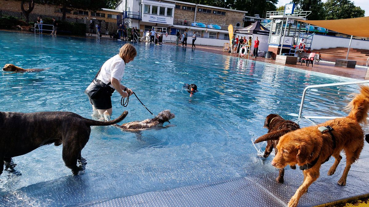 Berlin & Brandenburg: Schwimmende Hunde in zwei Berliner Freibädern
