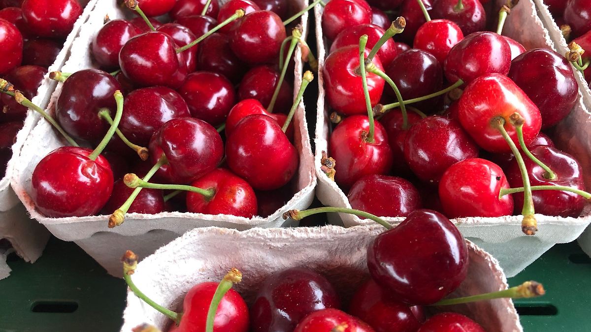 Berlin & Brandenburg: Brandenburgs Kirschernte wieder ertragreicher