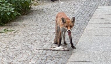 Berlin & Brandenburg: Tierischer Großstadtlärm: Füchse bellen herzzerreißend