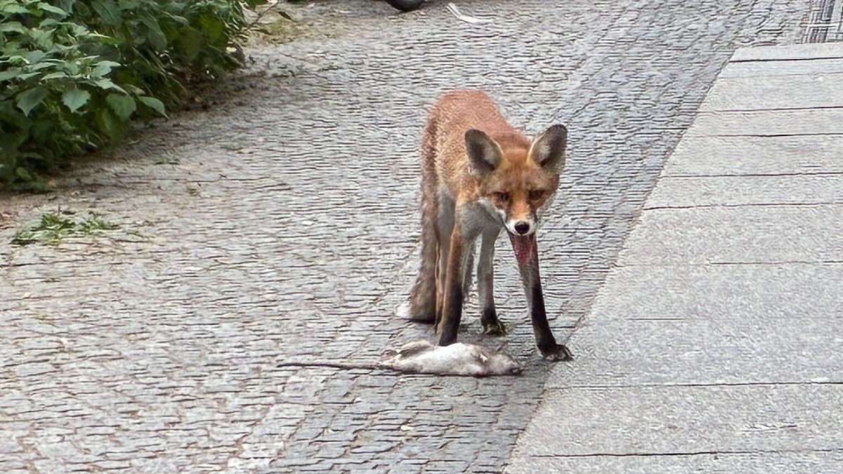 Berlin & Brandenburg: Tierischer Großstadtlärm: Füchse bellen herzzerreißend