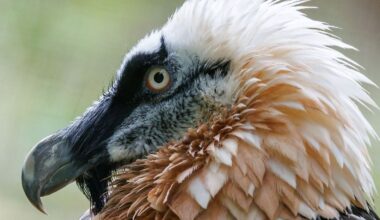 Bayern: Bartgeier im Nürnberger Tiergarten gestorben